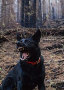 Growling black shepard dog showing its fangs with mouth wide open in the forest on a trail